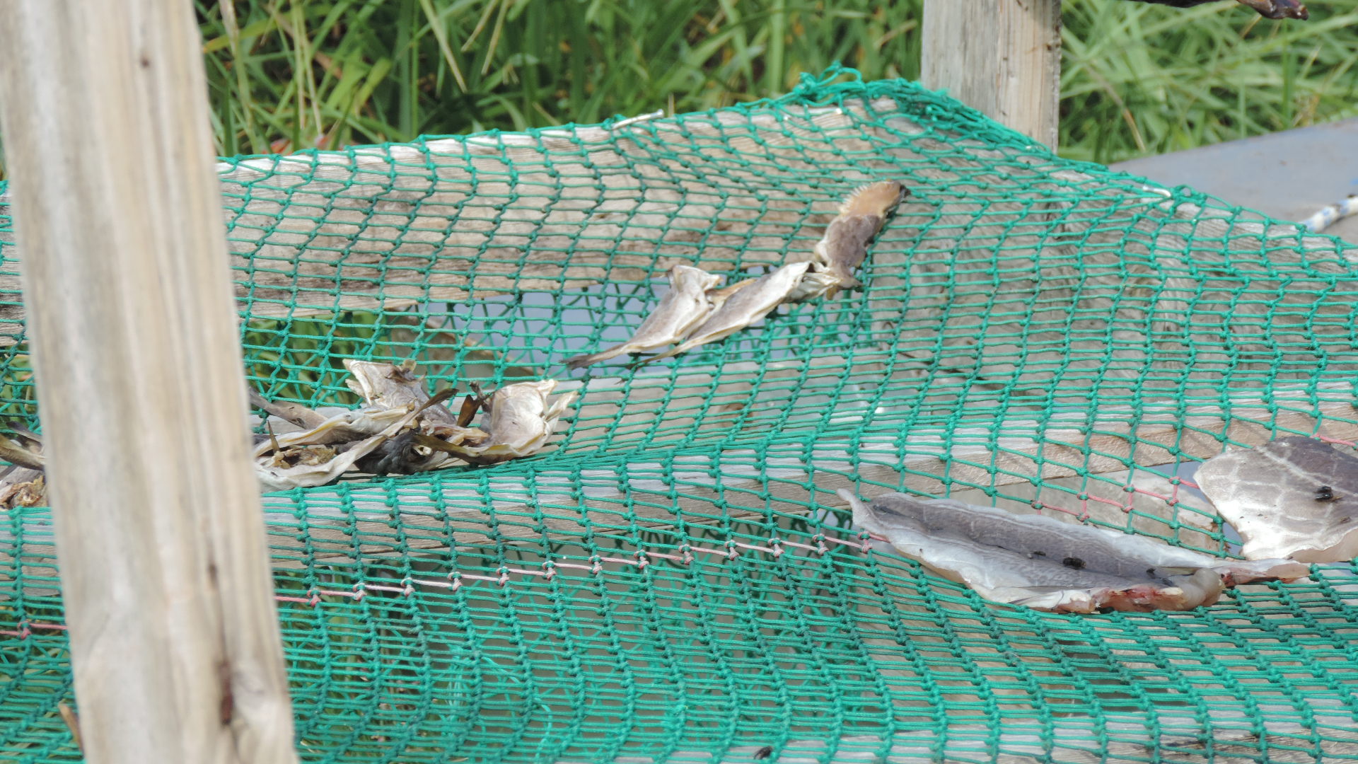 fish being dried