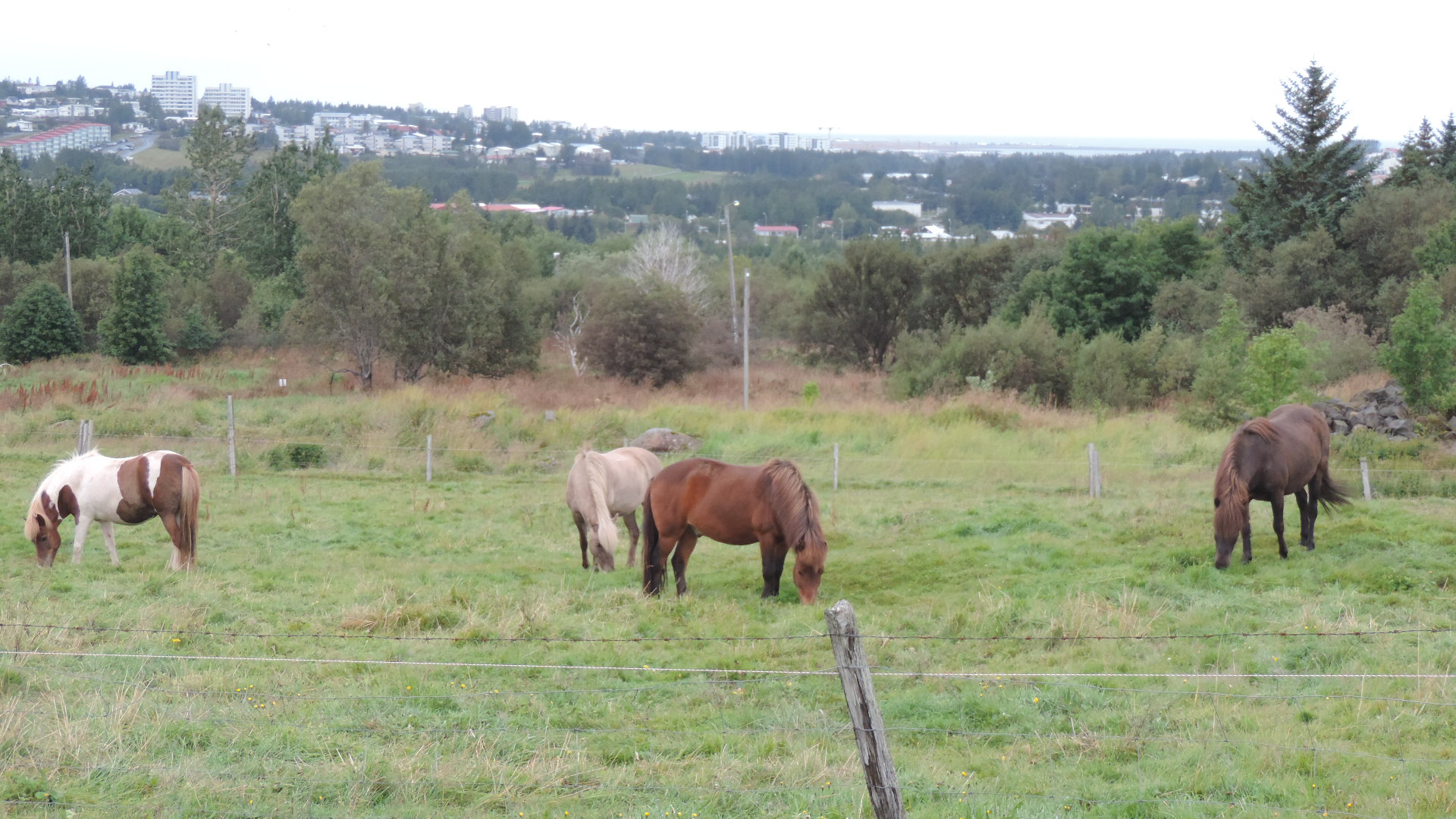 icelandic horses