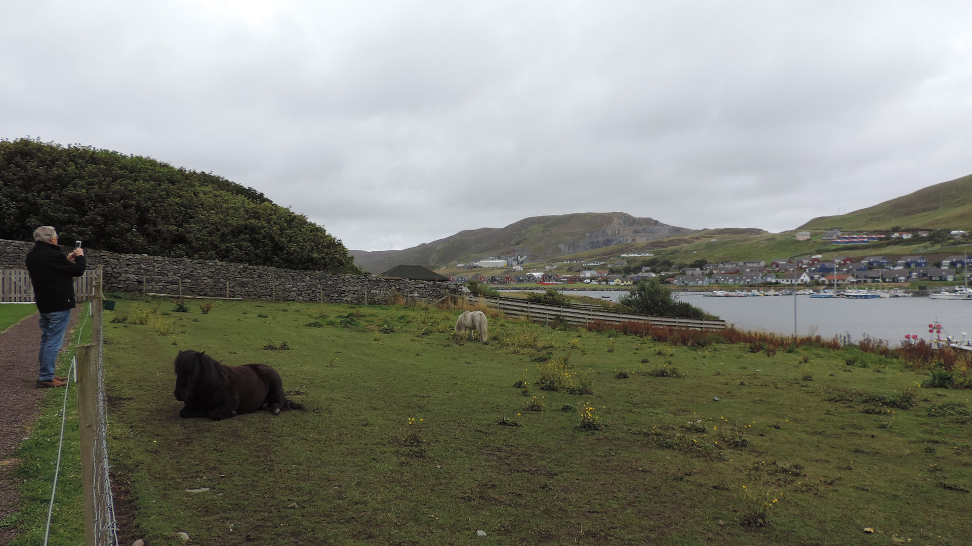 shetland ponies