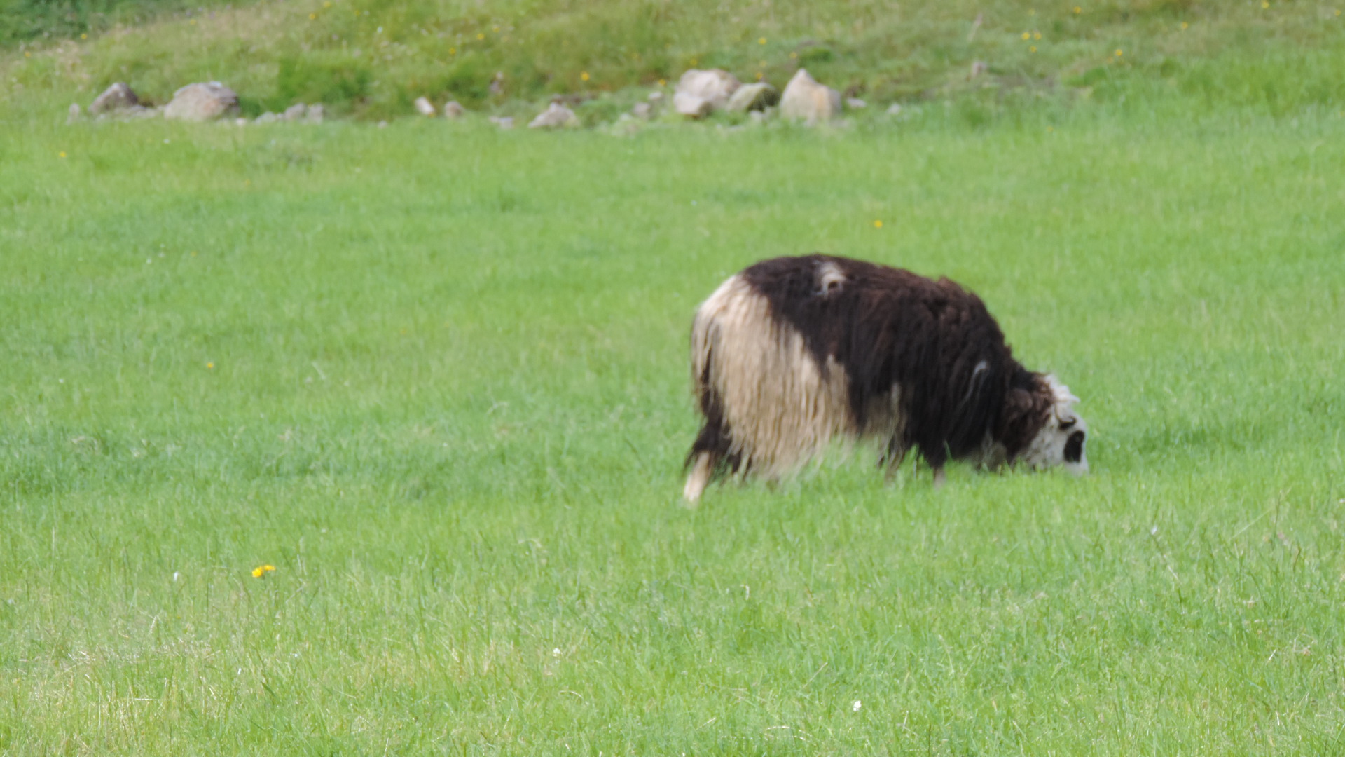 hairy sheep