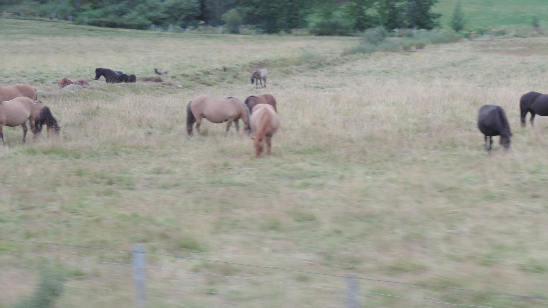 Icelandic horses