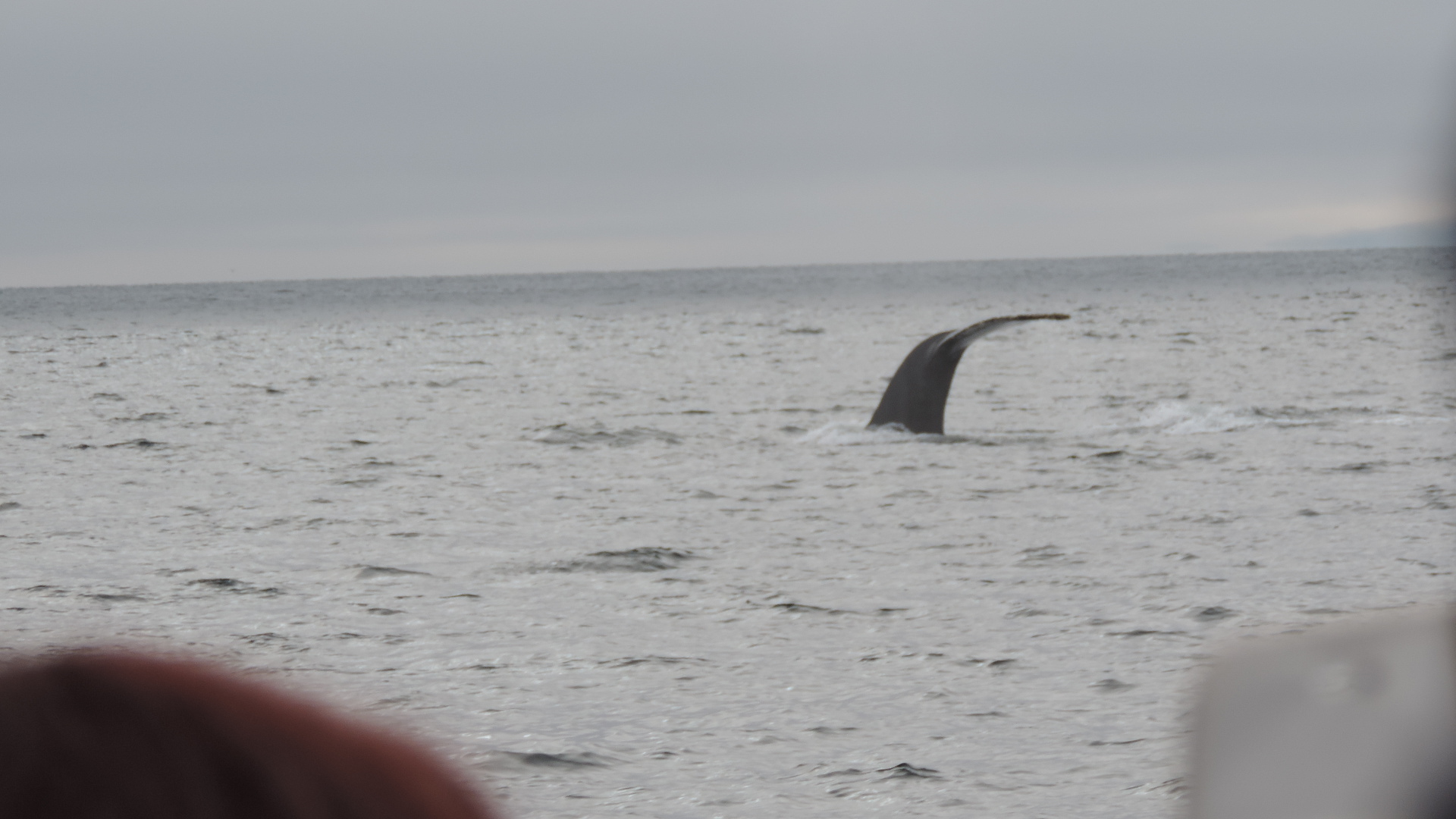 humpback whales