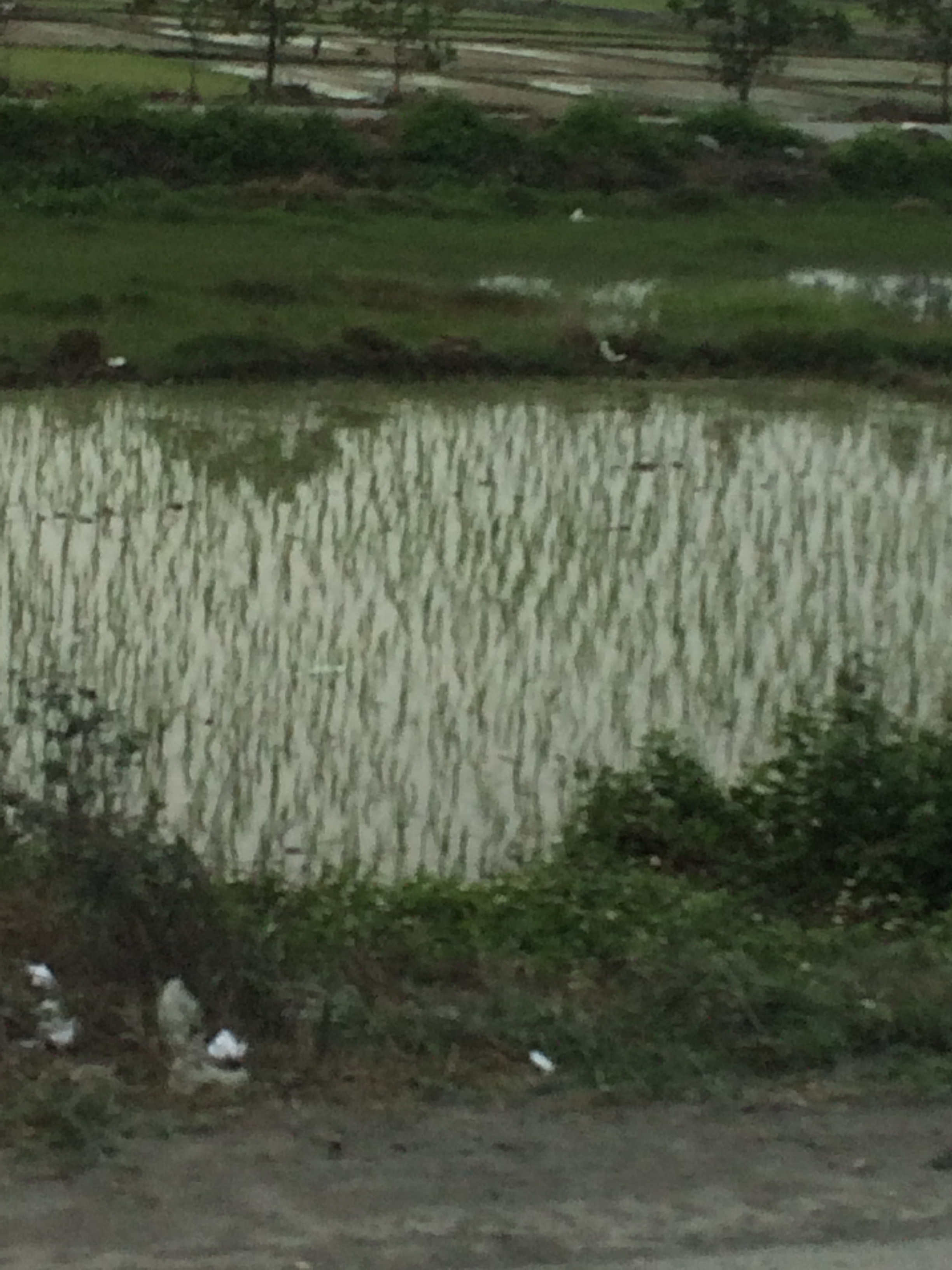 rice paddy by highway