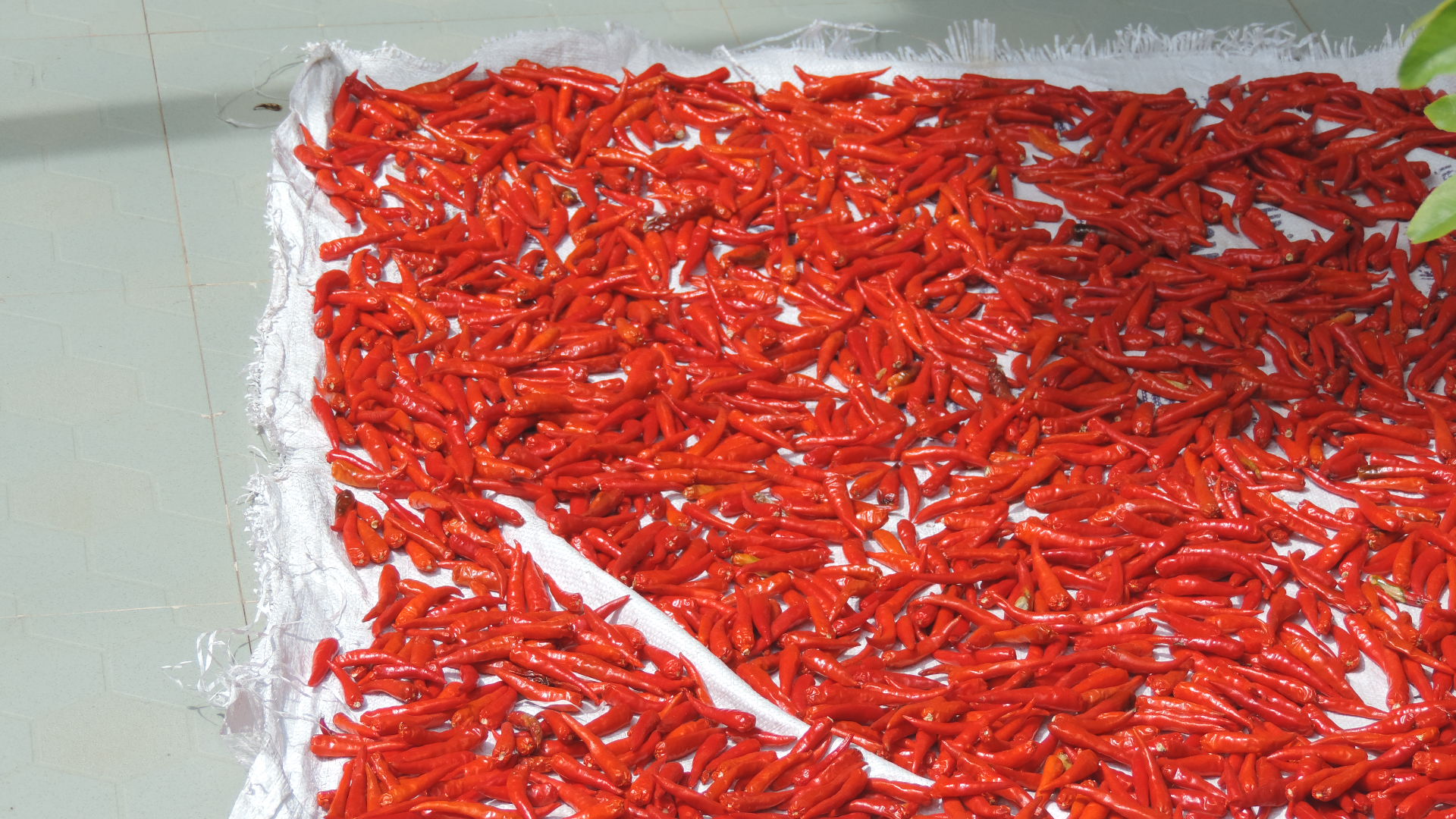 drying chilli